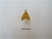 藏品(碎斑黃東燈蛾)的圖片